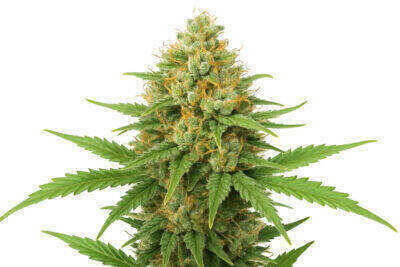 Amnesia Haze Feminized