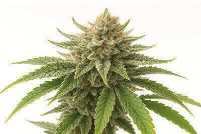 Bubba Kush Feminized