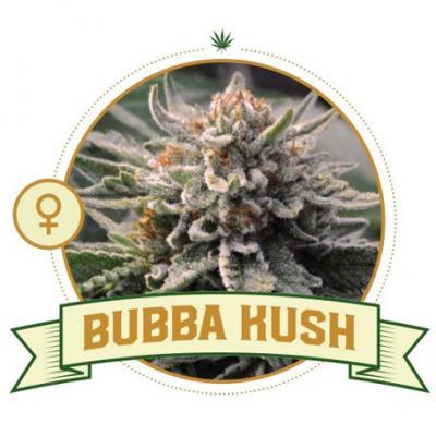 Bubba Kush