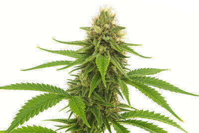 City AK Feminized