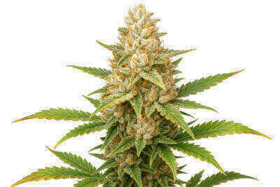Critical Automatic