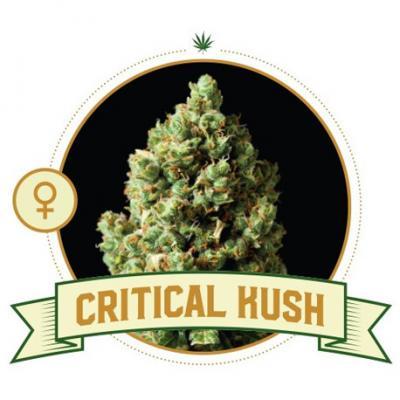 Critical Kush