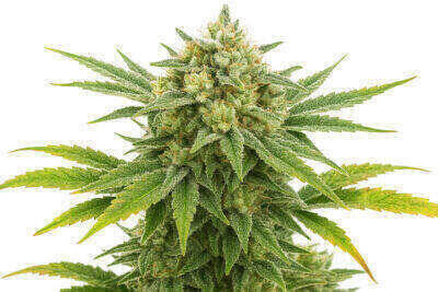 Dr Kosher Feminized