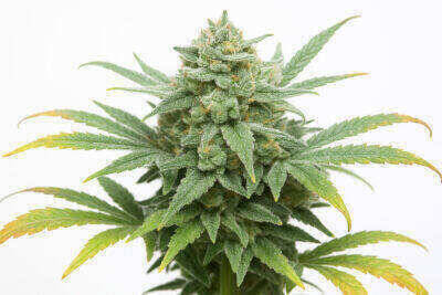 Dr Kosher Automatic