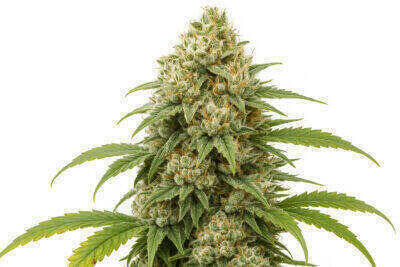 Nicole Kush Feminized