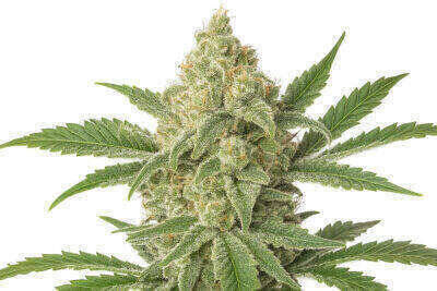 Northern Lights Automatic