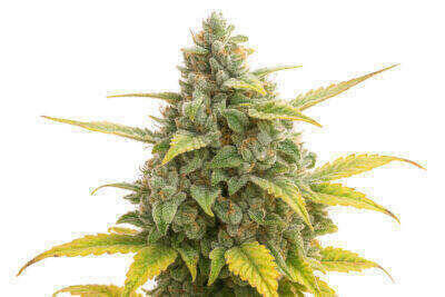 OG Kush Feminized Cannabis Seeds