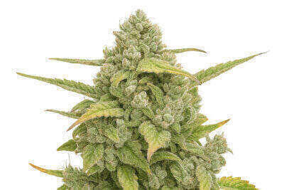 OG Kush Automatic