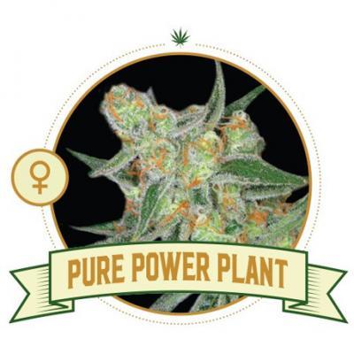 Pure Power Plant Cannabis Seeds