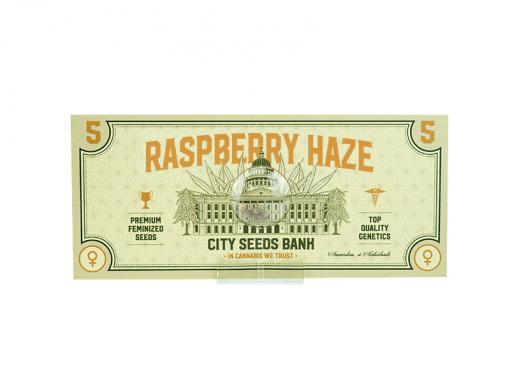 Raspberry Haze Cannabis Seeds