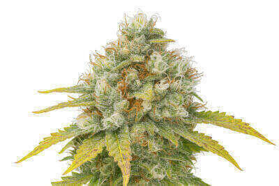 Sour Diesel Feminized Cannabis Seeds