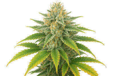 Super Lemonade Haze