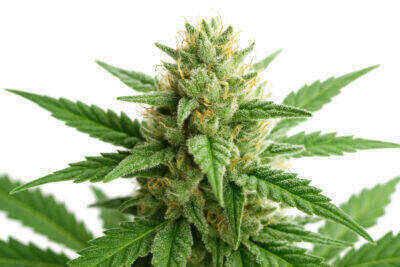 White Widow Automatic