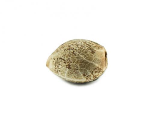 White Widow Cannabis seeds