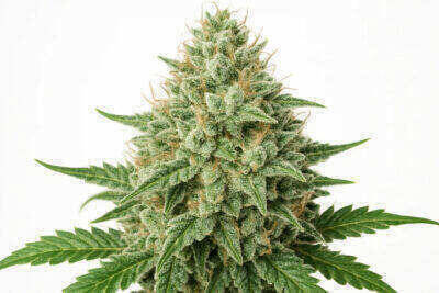 White Widow feminised