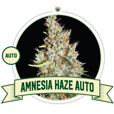 Amnesia Haze Automatic