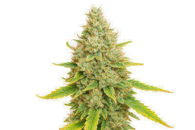 Amnesia Haze Automatic