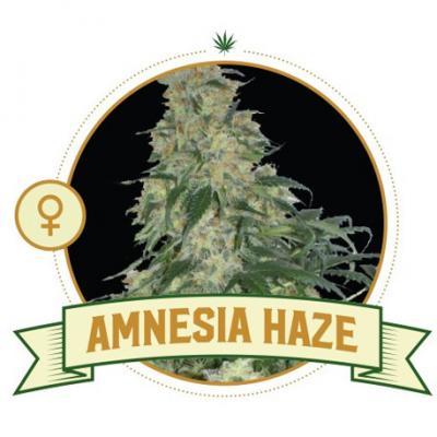 Amnesia Haze Feminized