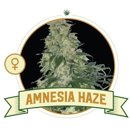 Purple Amnesia Strain of Marijuana - Weed - Cannabis - Herb - Herb