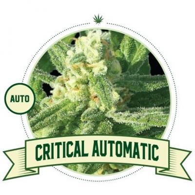 Critical Automatic