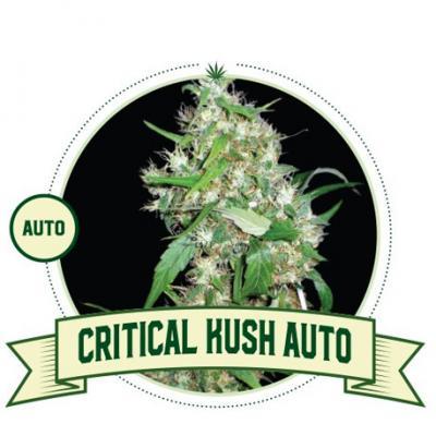 Critical Kush Auto