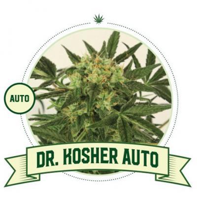 Dr Kosher Auto