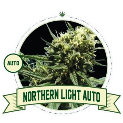 Northern Light Auto