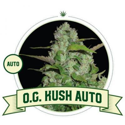 OG Kush Automatic