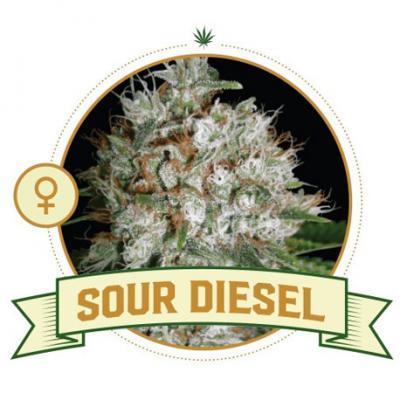 Sour Diesel Feminized Cannabis Seeds