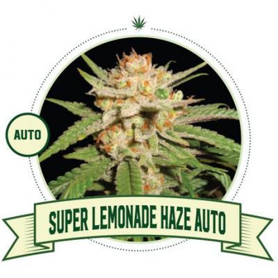 Super Lemonade Haze Automatic