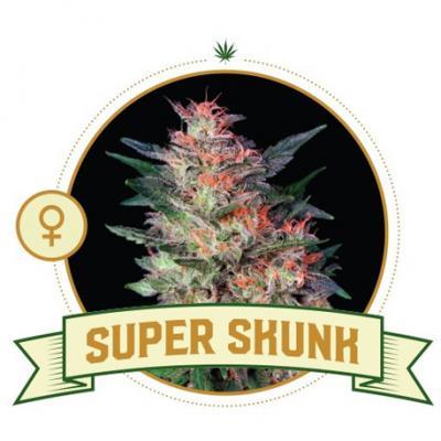 Super Skunk Cannabis Seeds