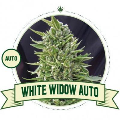 White Widow Automatic