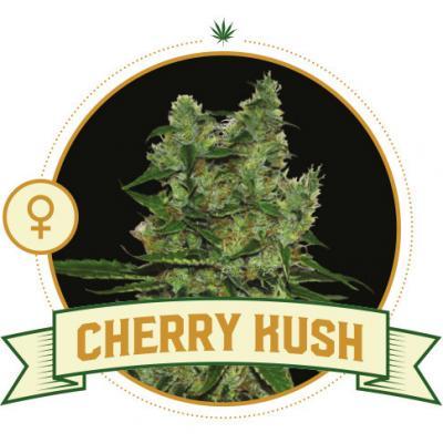 Cherry Kush