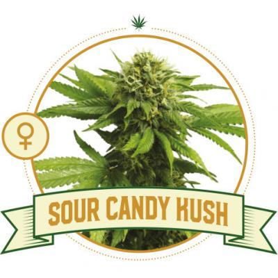 Sour Candy Kush