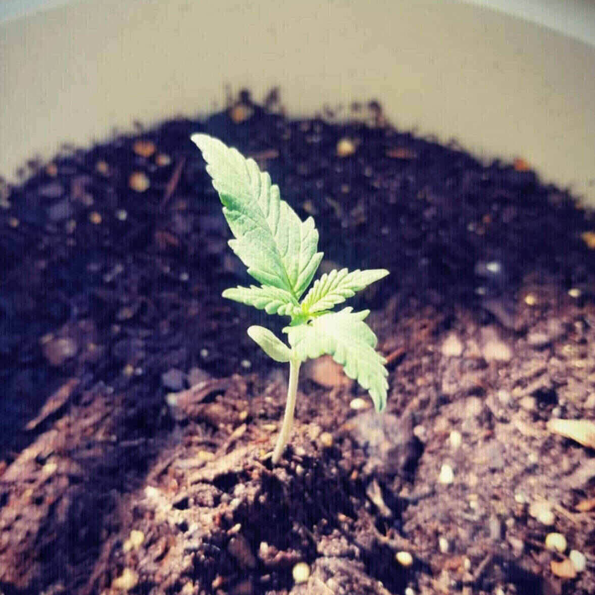 Dr Kosher Feminized | City Seeds Bank