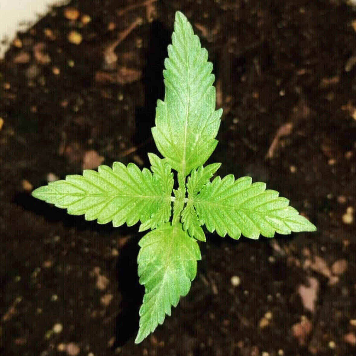Dr Kosher Feminized | City Seeds Bank