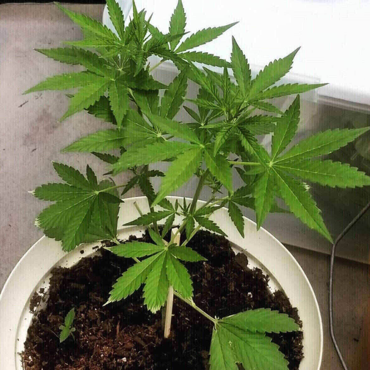 Dr Kosher Feminized | City Seeds Bank