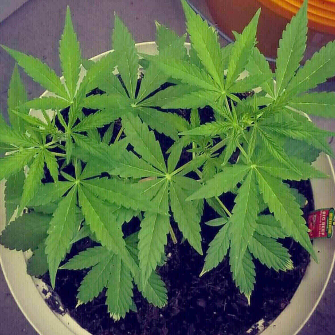 Dr Kosher Feminized | City Seeds Bank