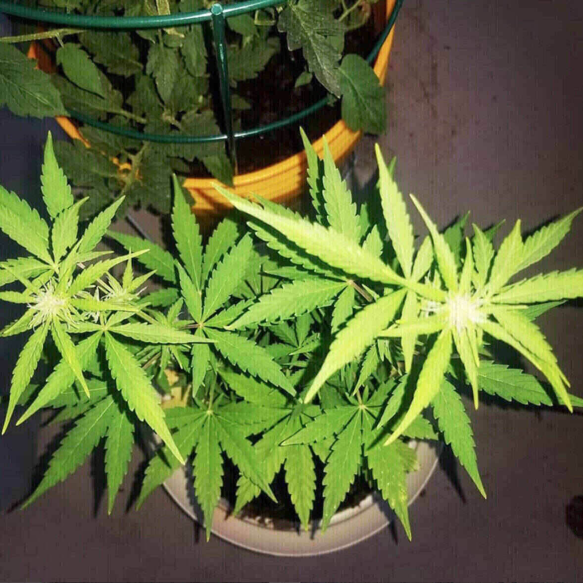 Dr Kosher Feminized | City Seeds Bank