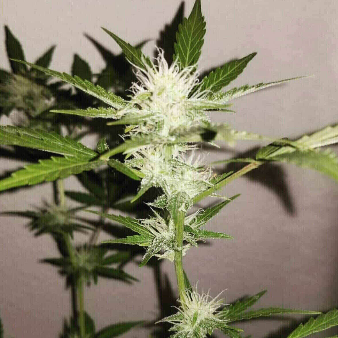 Dr Kosher Feminized | City Seeds Bank