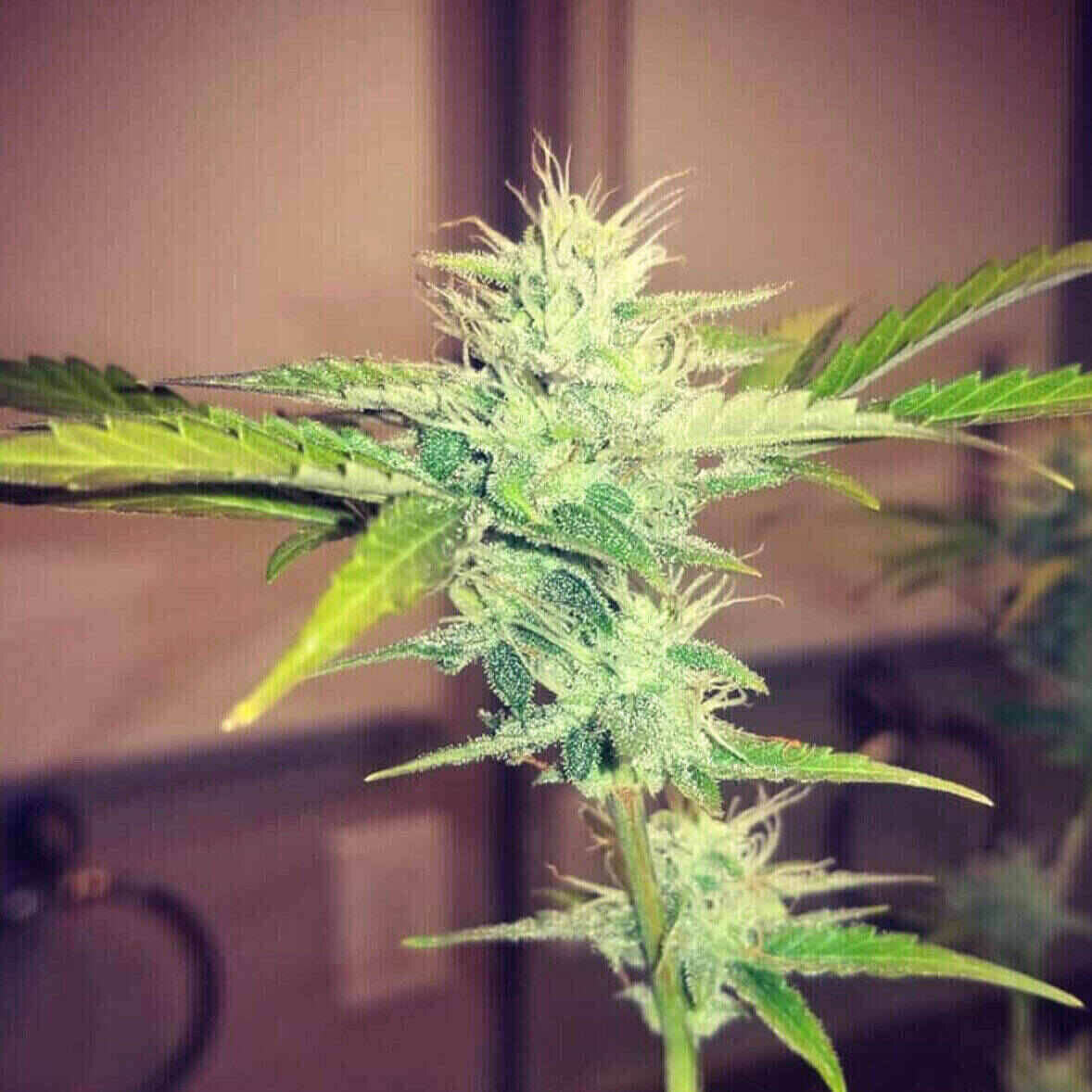 Dr Kosher Feminized | City Seeds Bank