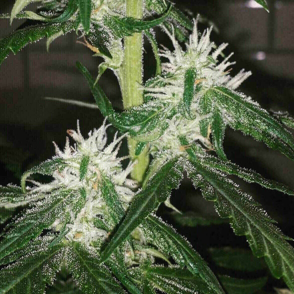 Easy-E Auto Flowering