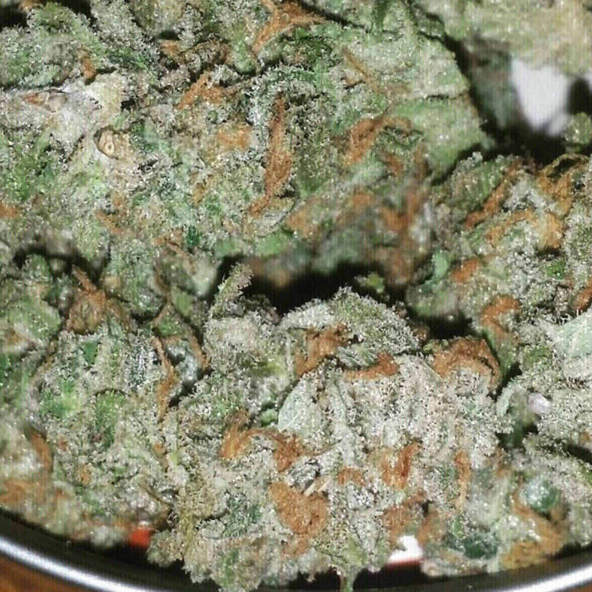 Easy-E Auto Flowering