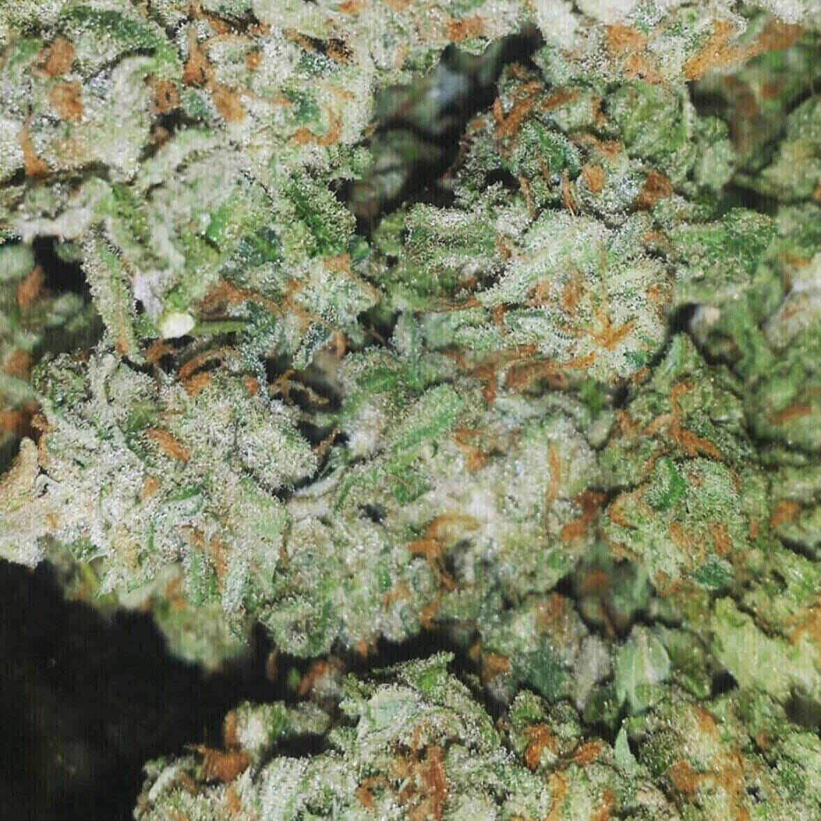 Easy-E Auto Flowering