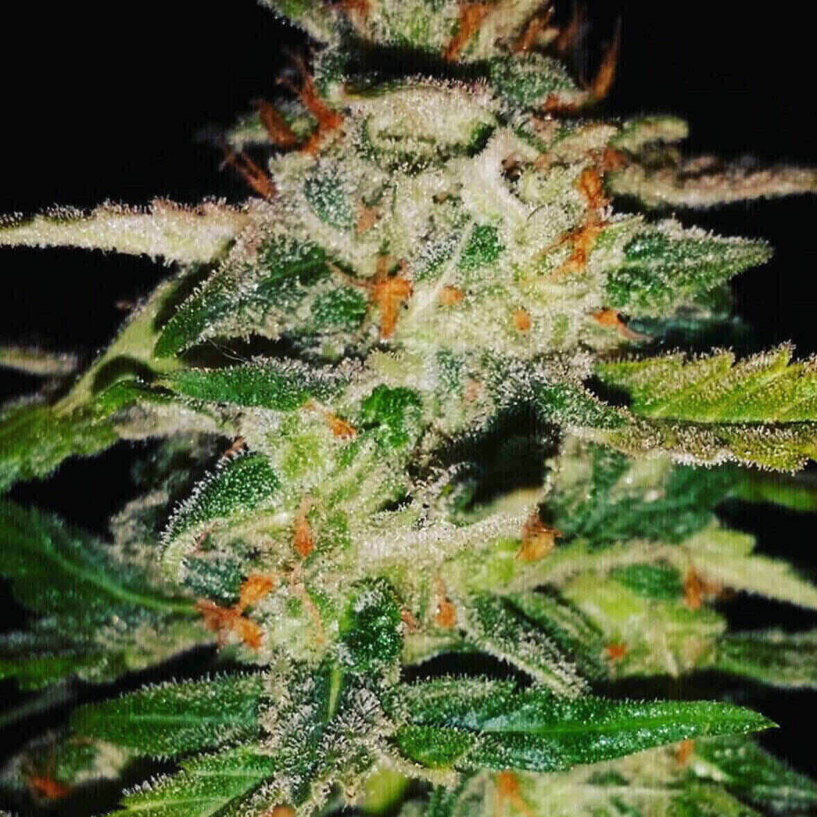 Easy-E Auto Flowering