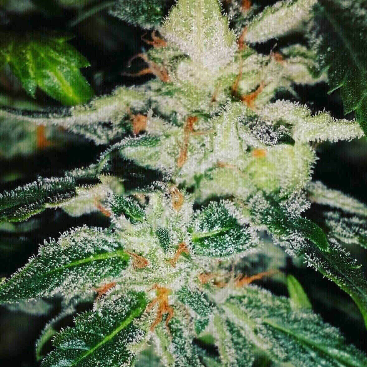 Easy-E Auto Flowering