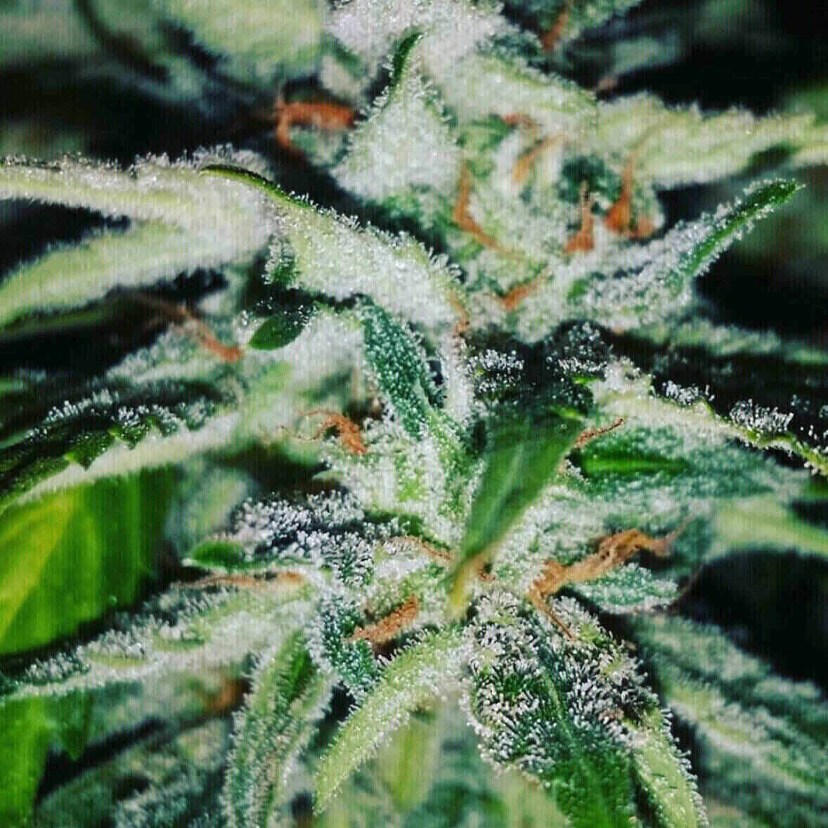 Easy-E Auto Flowering