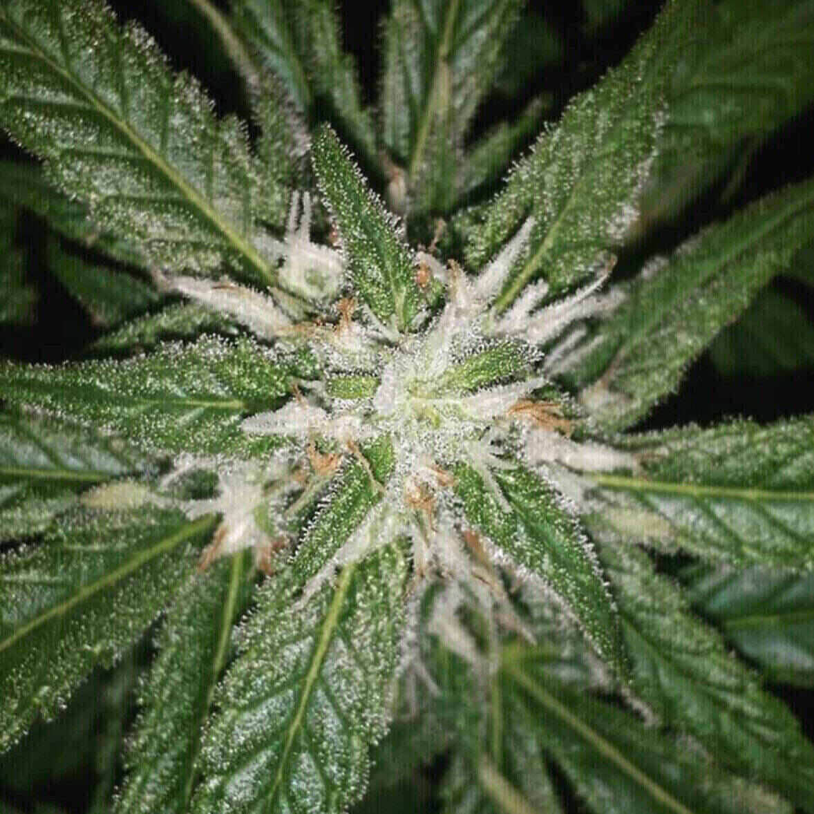 Easy-E Auto Flowering