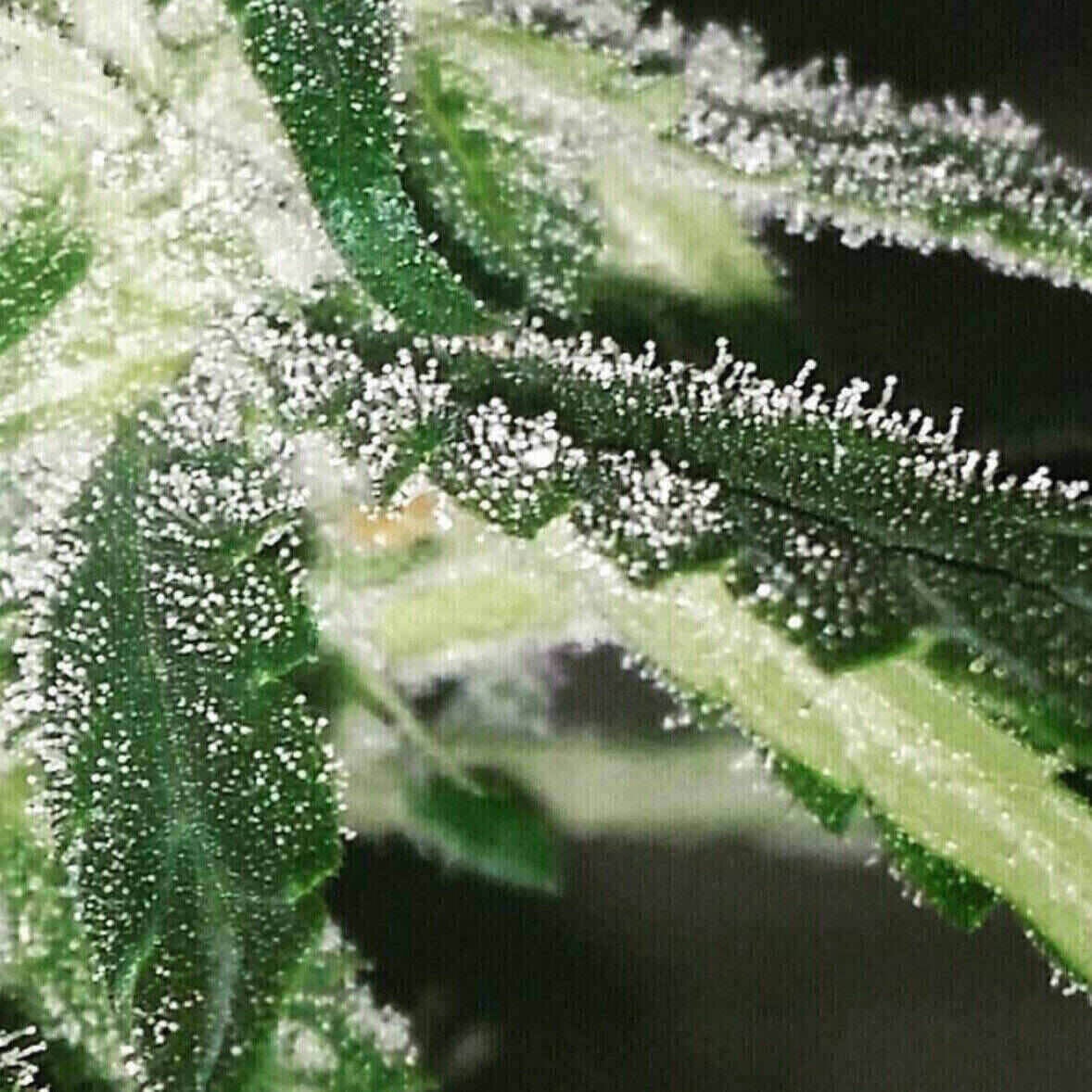 Easy-E Auto Flowering