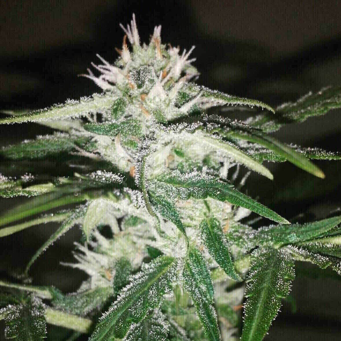 Easy-E Auto Flowering